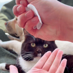Orofera®🧤Pet Wipe Gloves-upsell